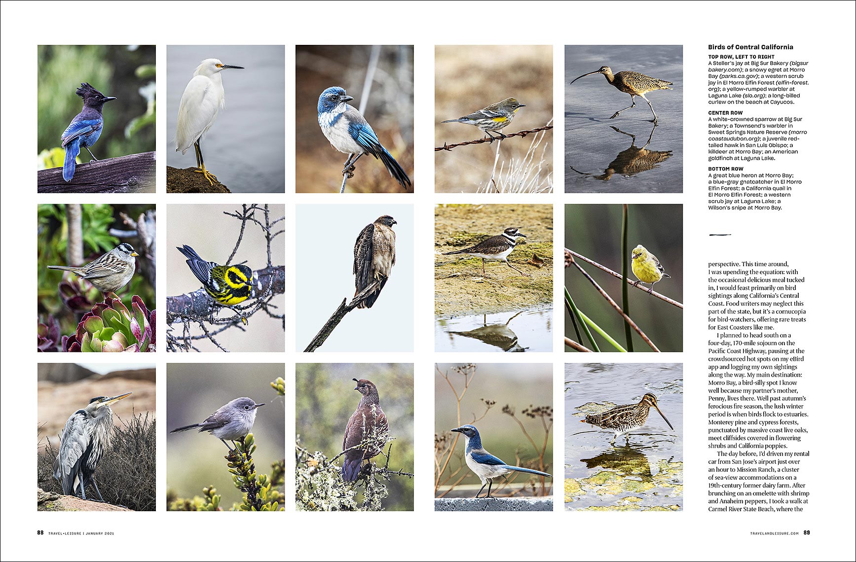 FOWLKS_TL_birds_02