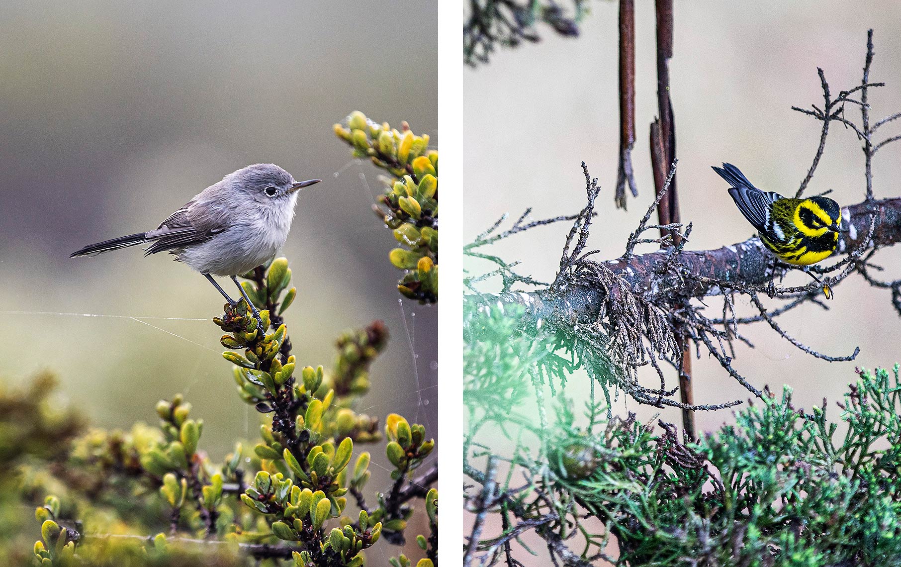 TL_birds_11